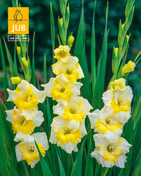 Gladiolus Buggy 14011438